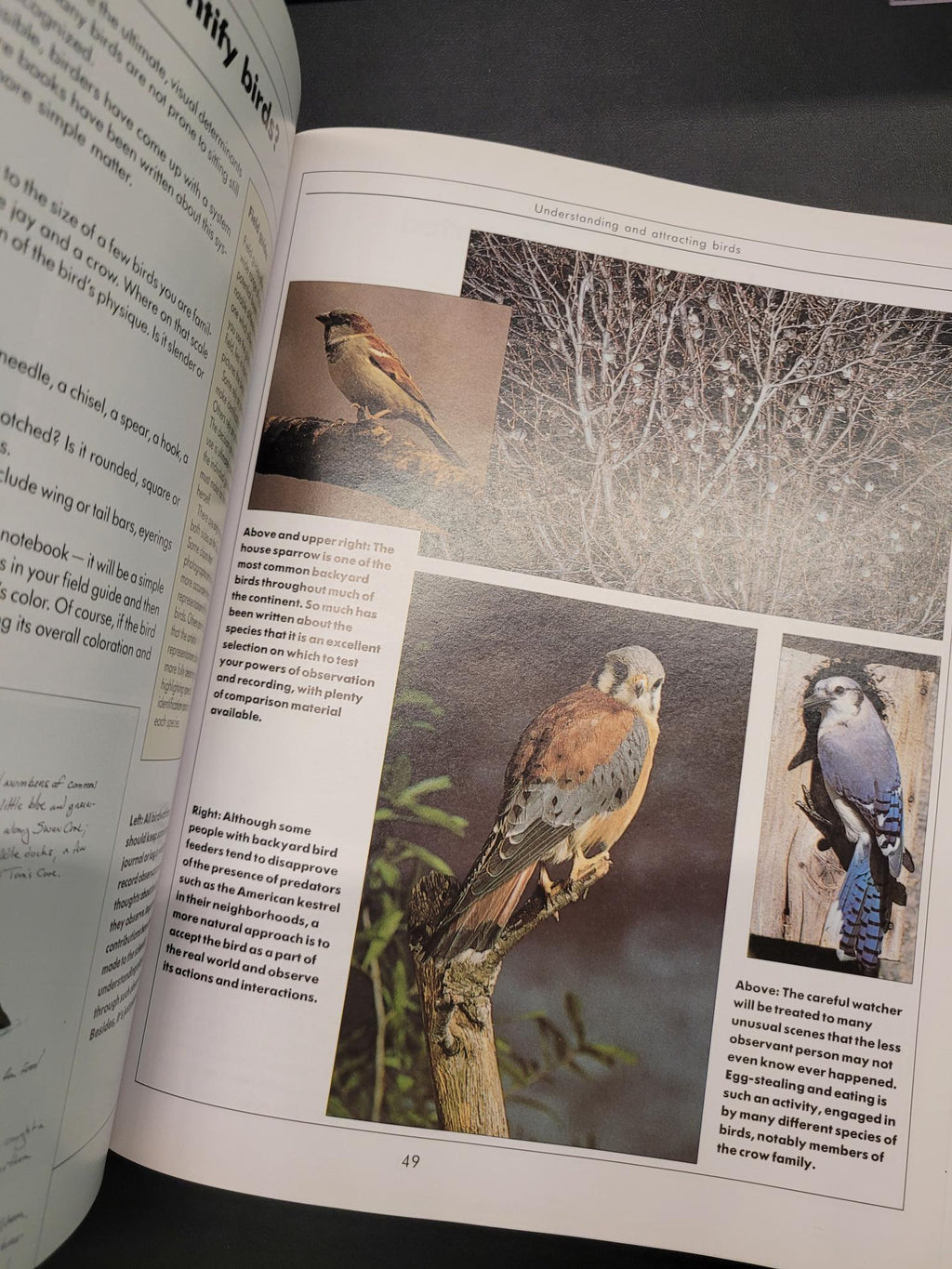 An open book showing a printed page with several bird photographs, captions, and text. The page includes a bluebird, a kestrel, and other birds, photographed against a dark fabric background.