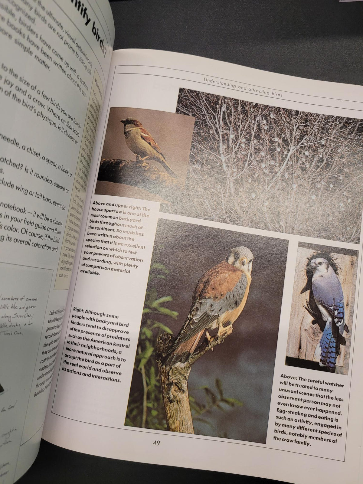 An open book showing a printed page with several bird photographs, captions, and text. The page includes a bluebird, a kestrel, and other birds, photographed against a dark fabric background.
