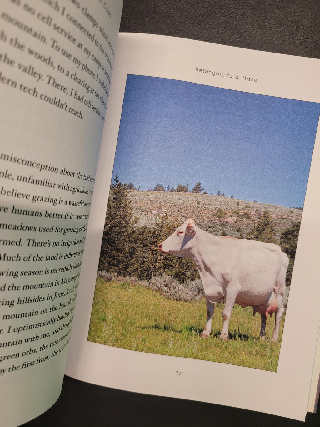 An open book showing a printed page with a photograph of a pale cow standing in a grassy field under a blue sky, surrounded by text on the surrounding pages.